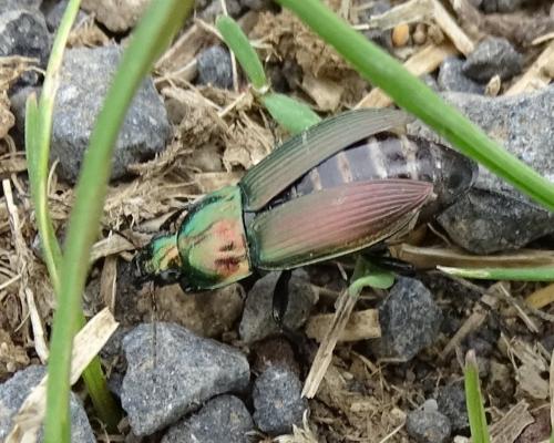 Poecilus cupreus